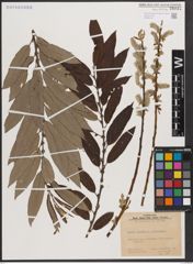 Foto von Salix caprea L. x Salix viminalis L.